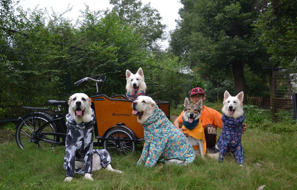 Cargo Bikes Redefining Dog Walks in Urban Settings